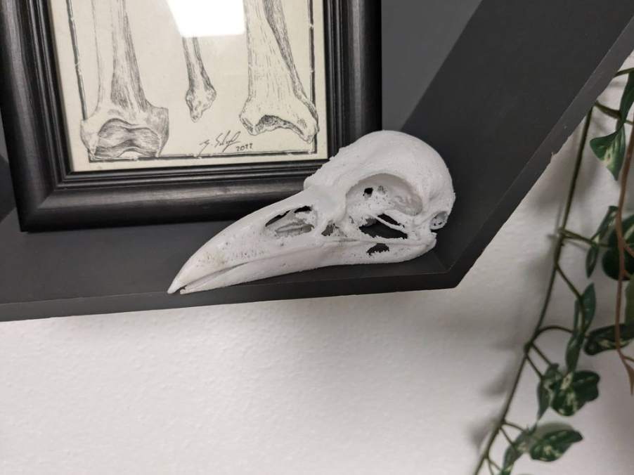 Raven Skull